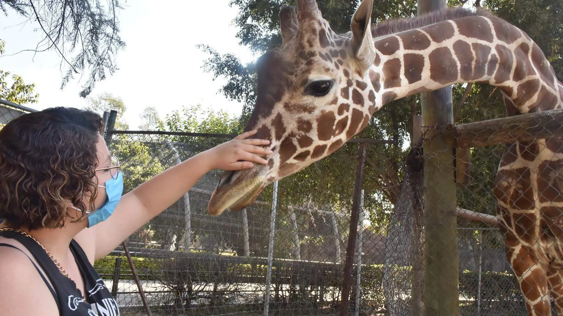 Conoce gratis a Zid, la jirafa del Zoológico de Irapuato en su noveno cumpleaños (2)